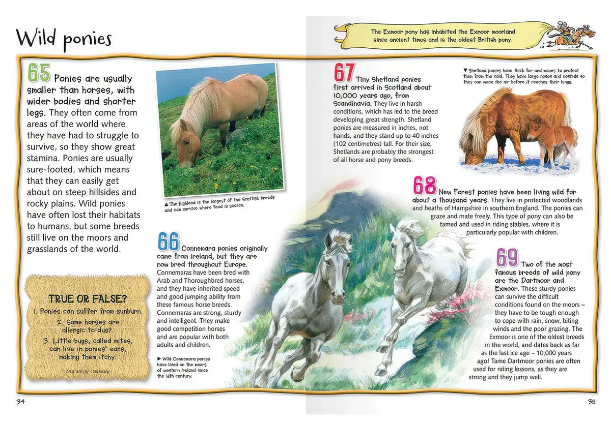 100 Facts Horses & Ponies Softback Book 2