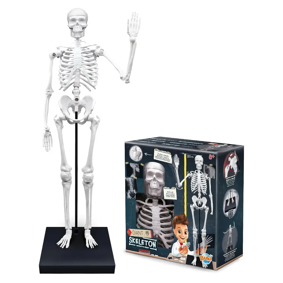 Buki France Educational Skeleton 80Cm 1