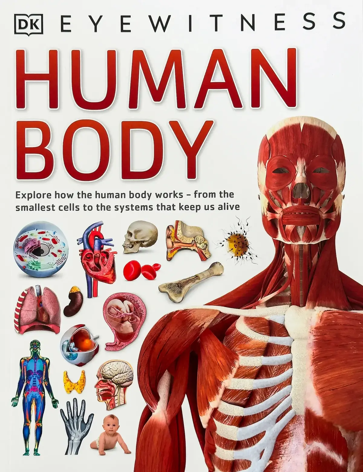 Dk Eyewitness Human Body Softback Book 1